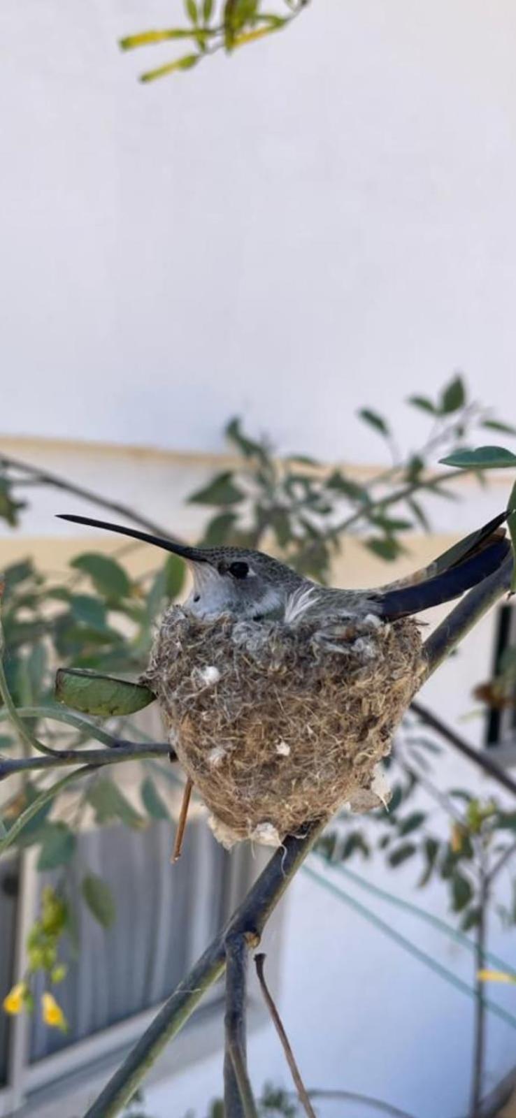 Casa De Campo Entre Cactus Y Colibries Сasa de vacaciones