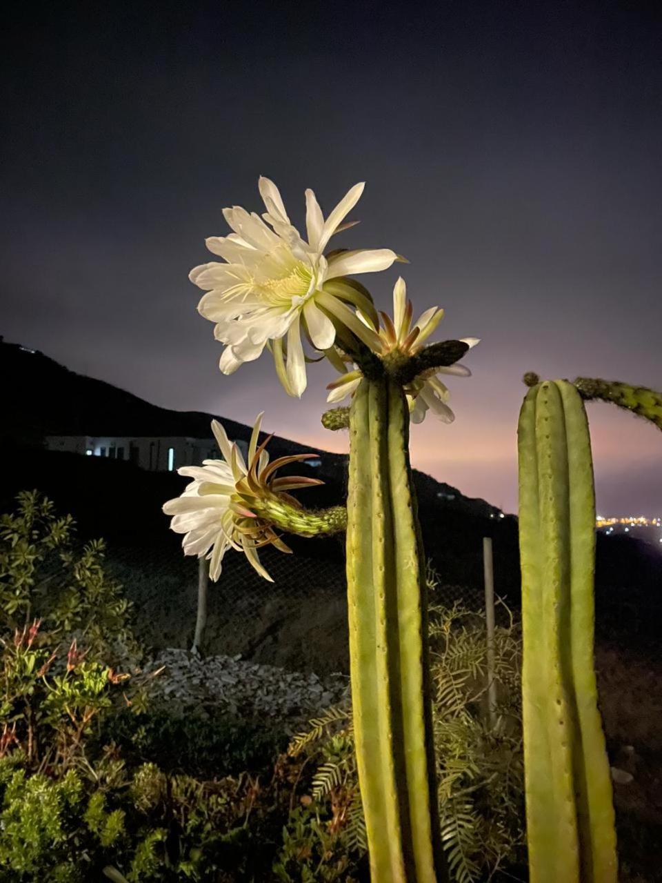 Casa De Campo Entre Cactus Y Colibries *